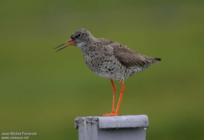 Common Redshankadult breeding, song