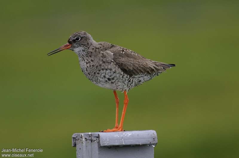 Common Redshank