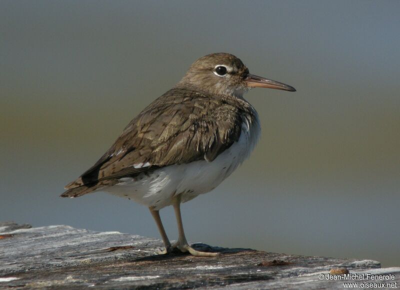 Spotted Sandpiper