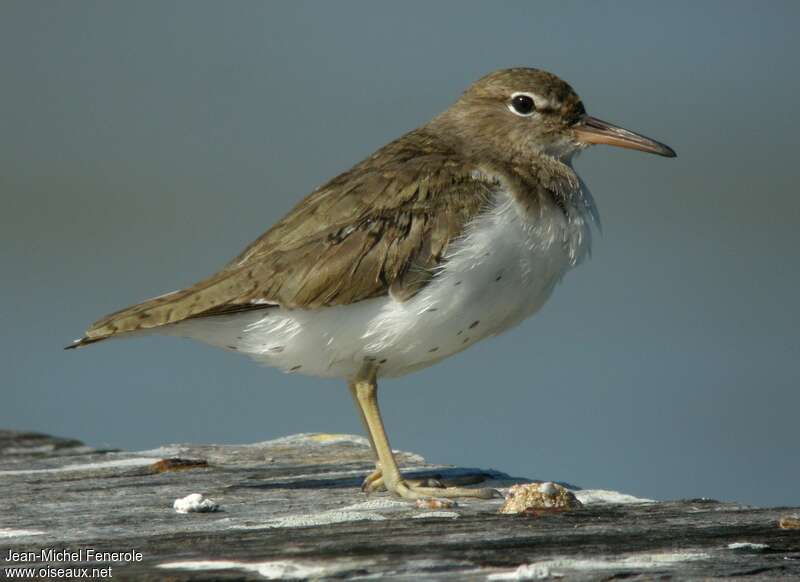 Spotted Sandpiperadult