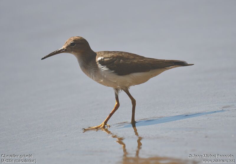 Spotted Sandpiper