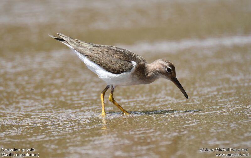 Spotted Sandpiper