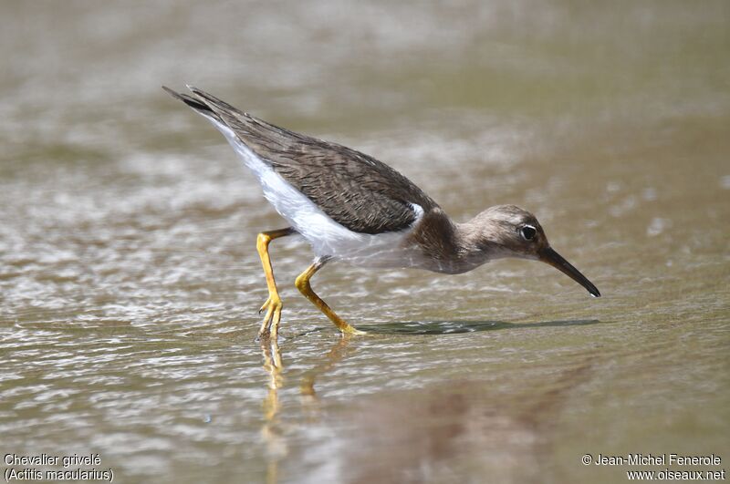 Spotted Sandpiper