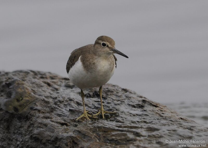 Common Sandpiper