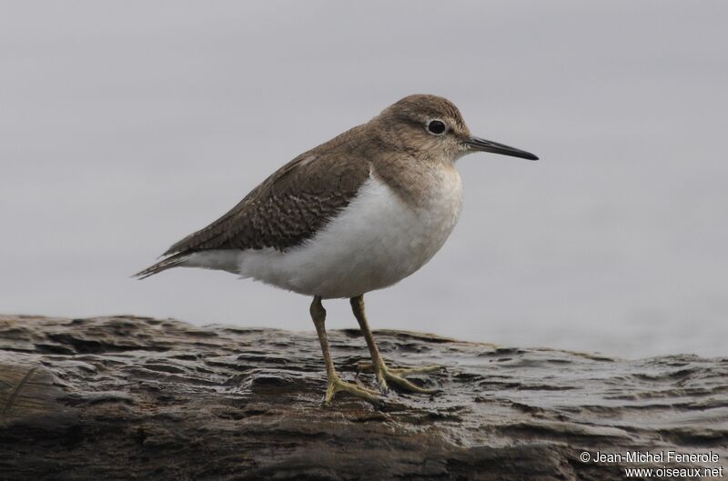 Common Sandpiper