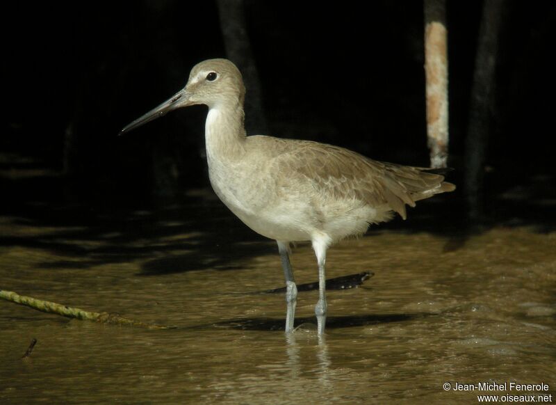 Willet