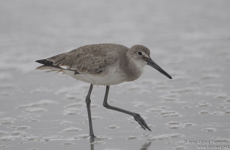 Willet