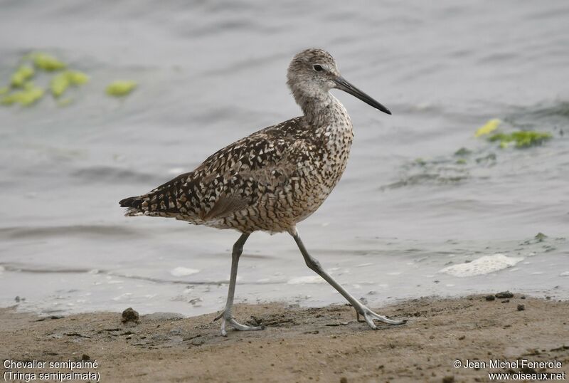 Willet