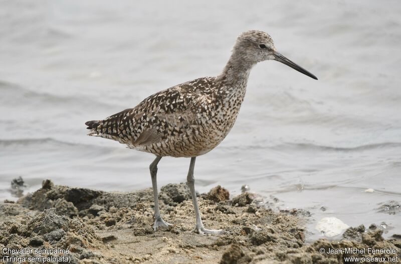 Willet