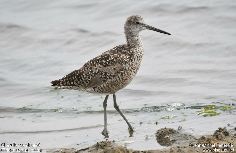 Willet