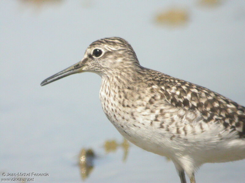 Wood Sandpiper