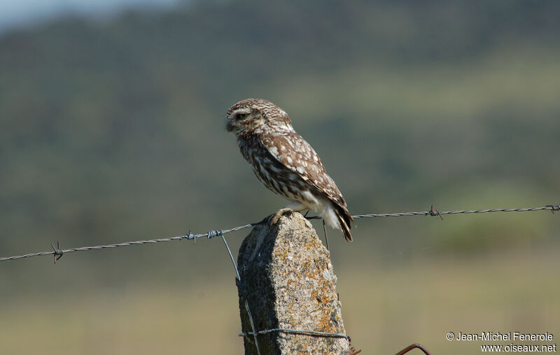 Little Owl