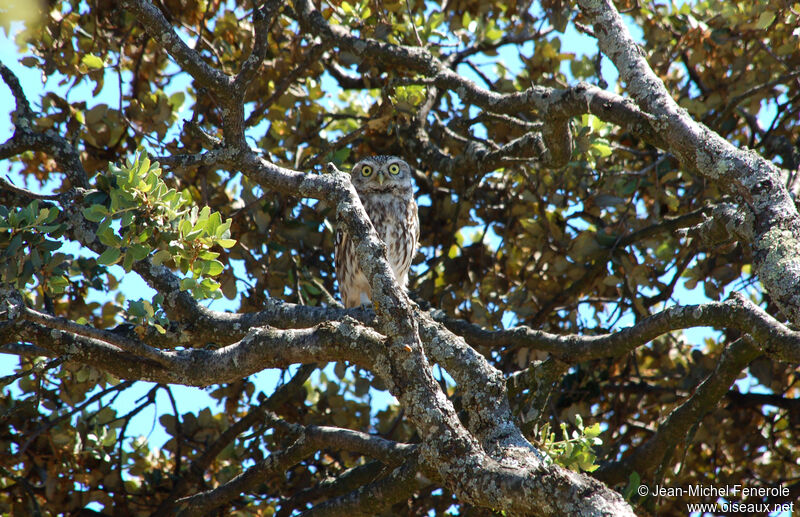 Little Owl