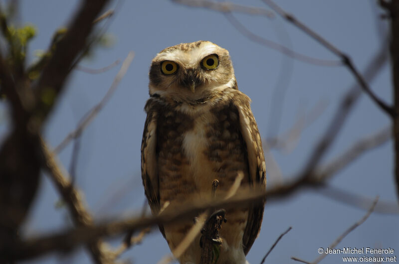 Burrowing Owl