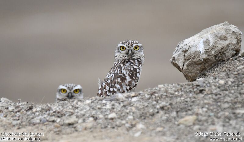 Burrowing Owl