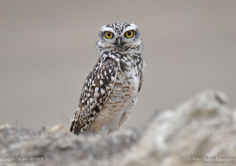 Burrowing Owl