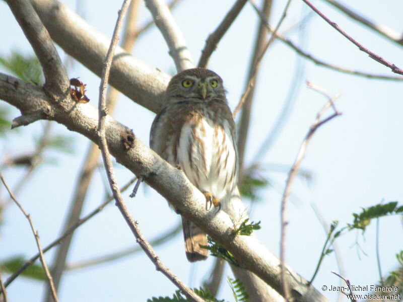 Ferruginous Pygmy Owl