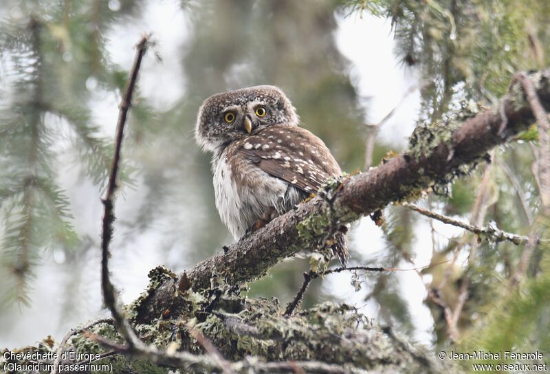 Eurasian Pygmy Owl