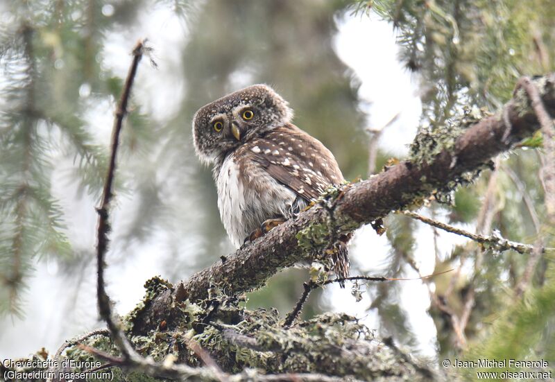 Eurasian Pygmy Owl