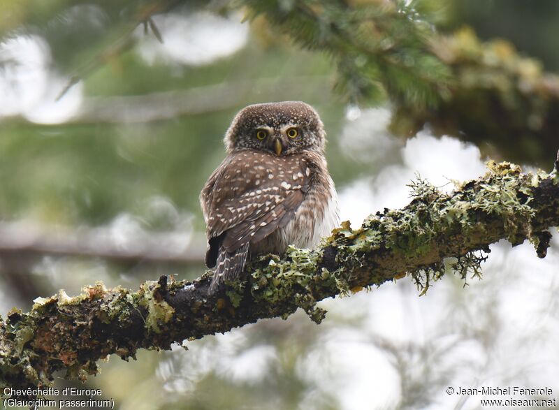 Eurasian Pygmy Owl