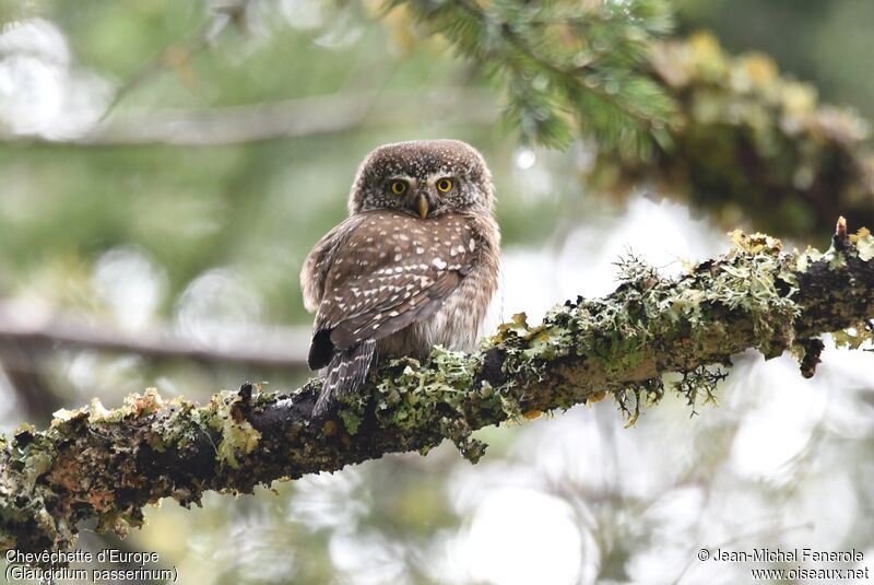 Eurasian Pygmy Owl