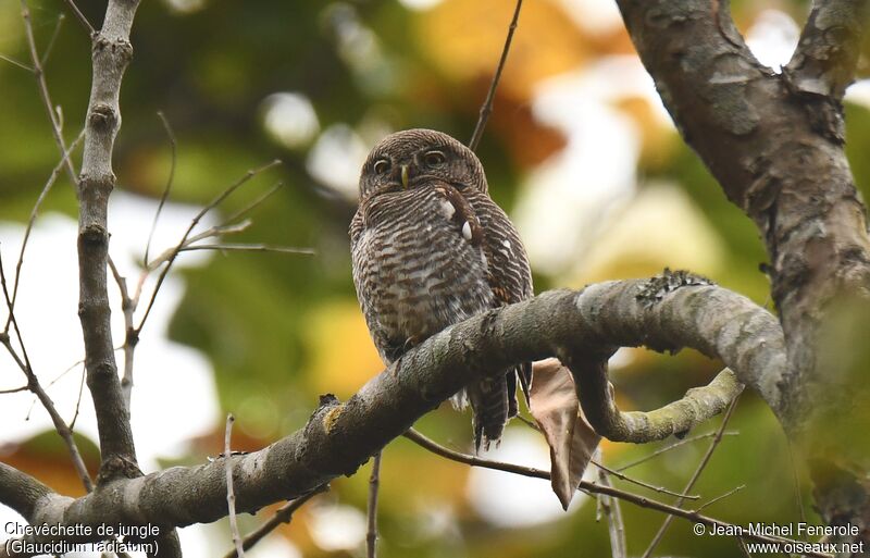 Jungle Owlet