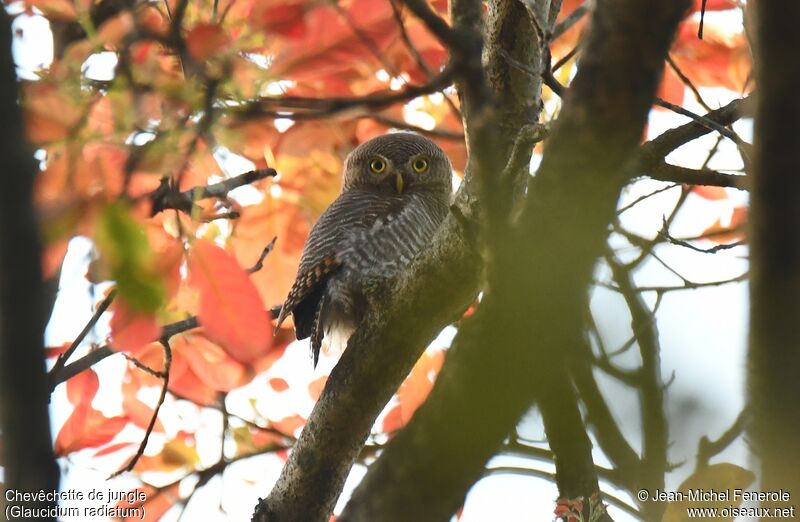 Jungle Owlet