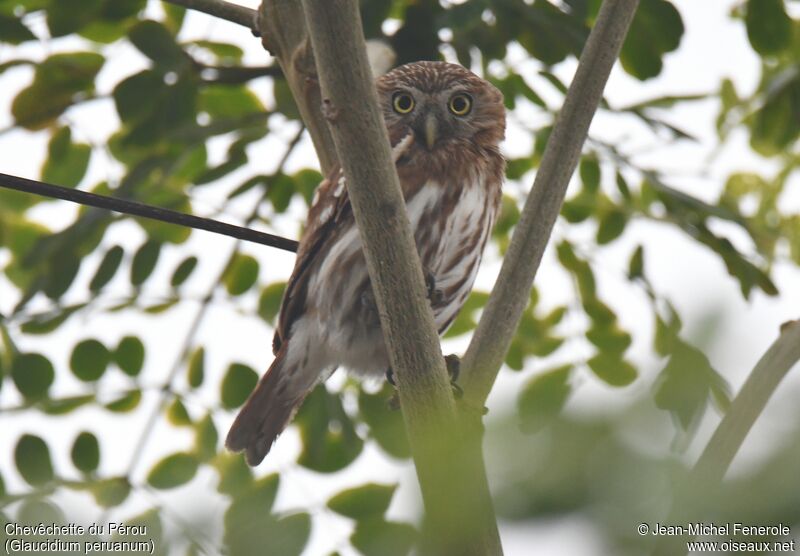 Pacific Pygmy Owl