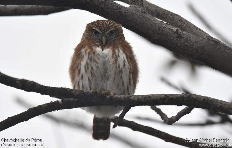 Pacific Pygmy Owl