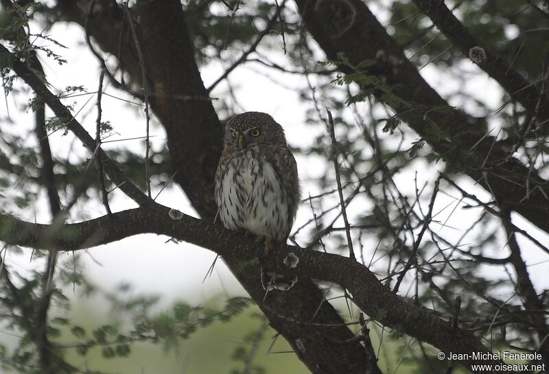 Pearl-spotted Owlet