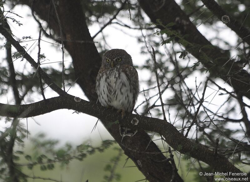 Pearl-spotted Owlet