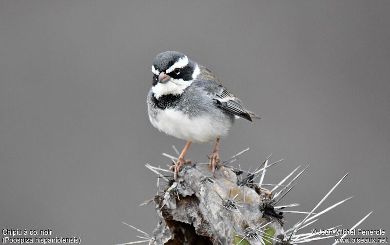 Collared Warbling Finch