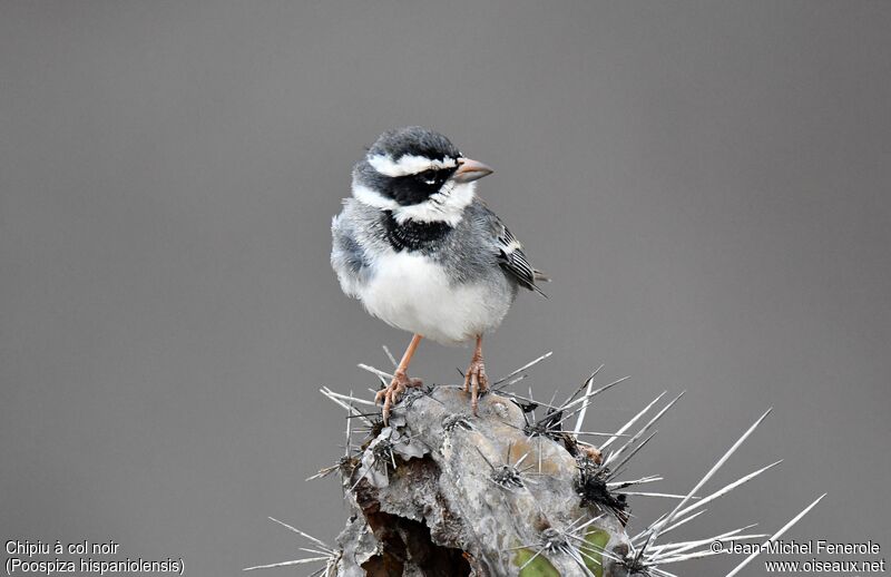 Collared Warbling Finch