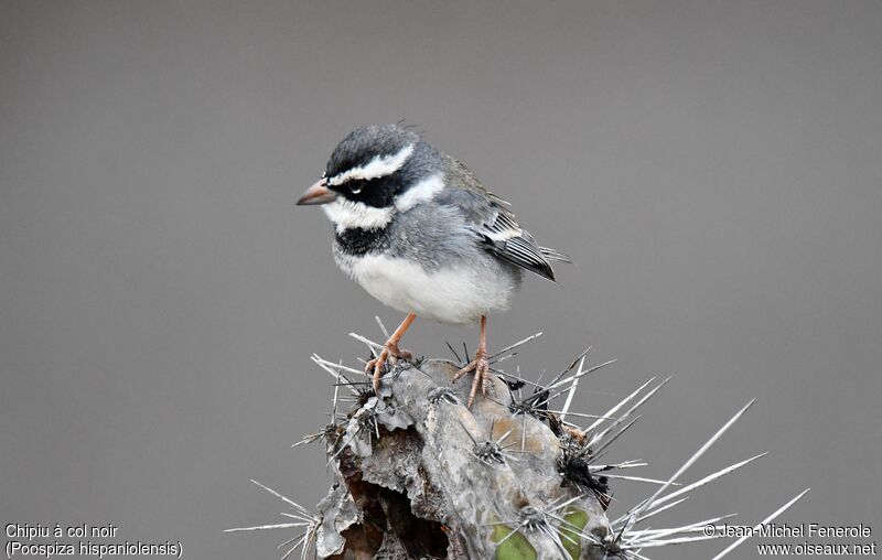 Collared Warbling Finch