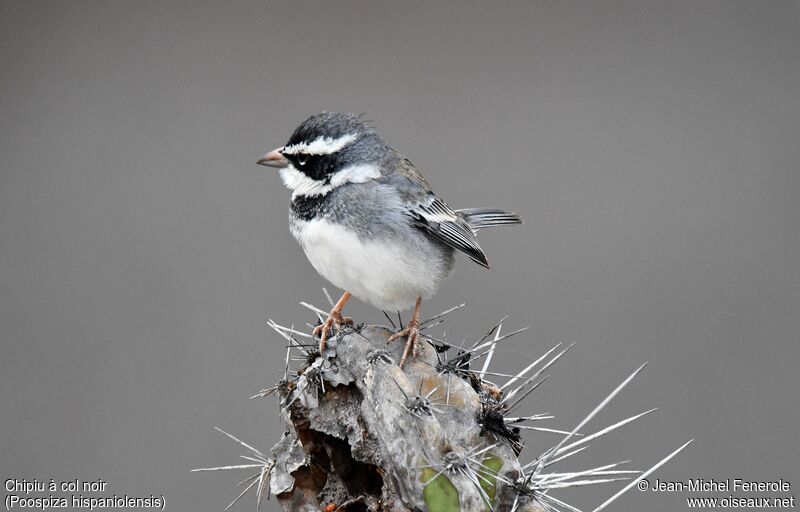 Collared Warbling Finch