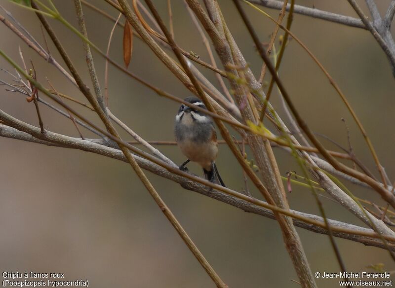 Rufous-sided Warbling Finch