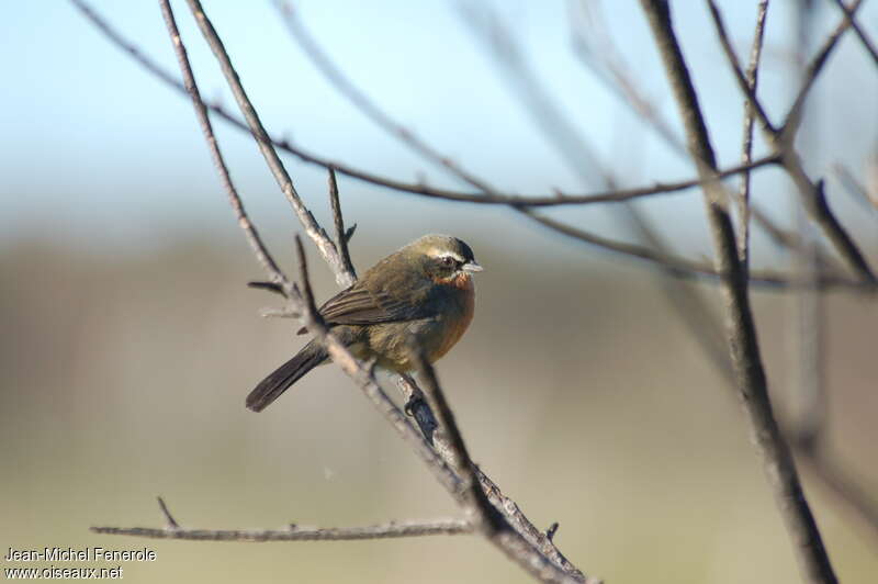 Black-and-rufous Warbling Finch female adult, identification