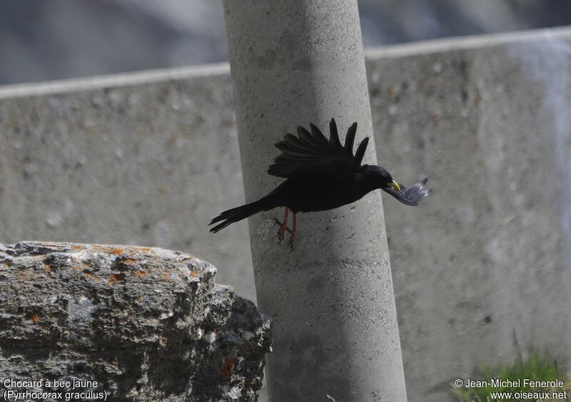 Alpine Chough