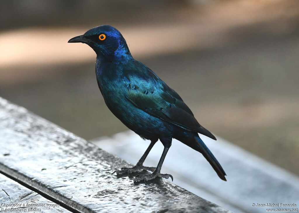 Cape Starling