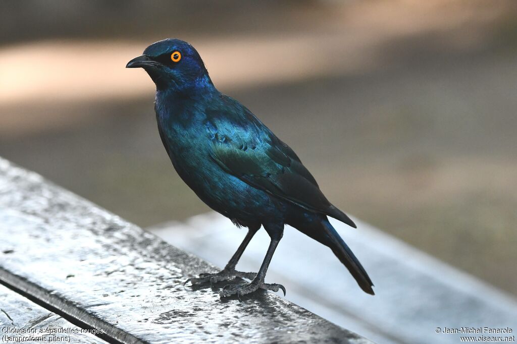 Cape Starling