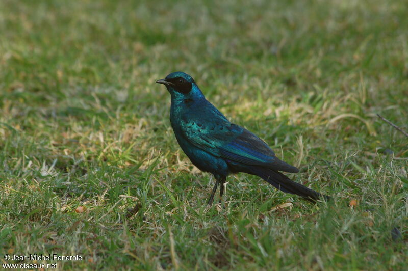 Choucador de Burchell, identification