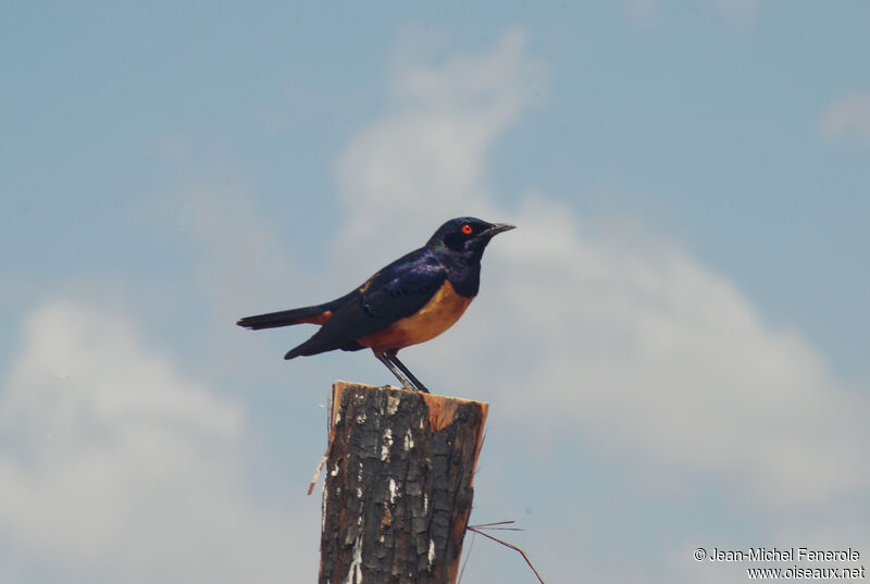 Hildebrandt's Starling