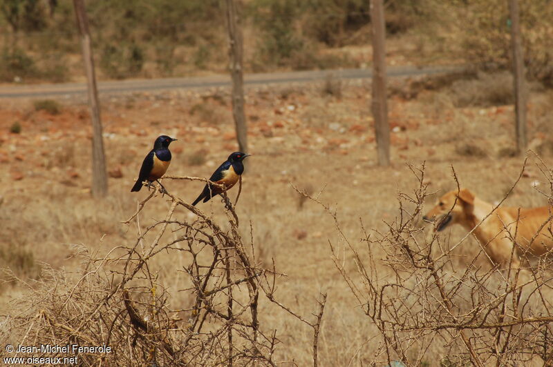 Hildebrandt's Starling