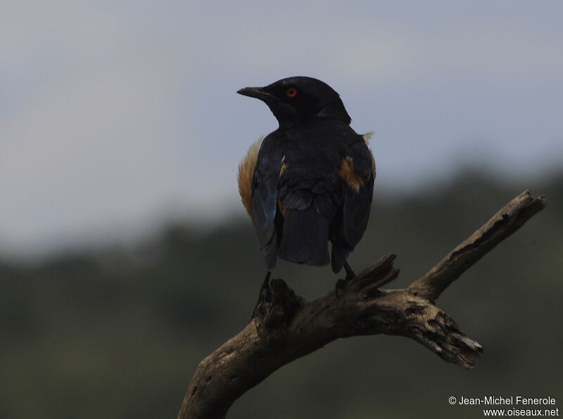 Hildebrandt's Starling