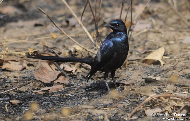 Meves's Starling