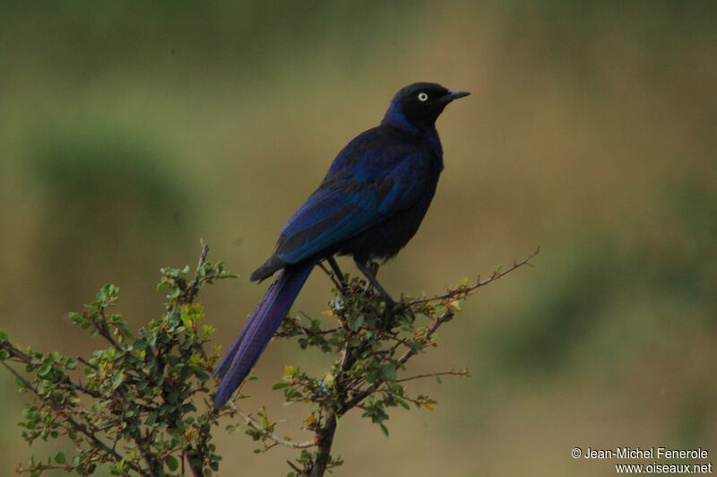 Rüppell's Starling