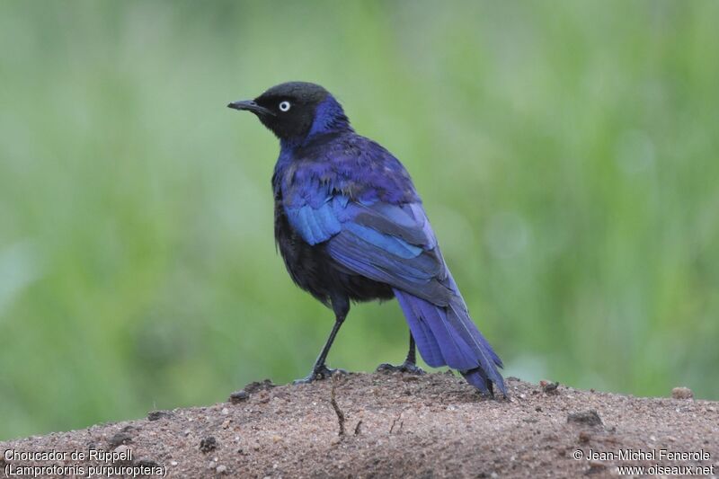 Rüppell's Starling