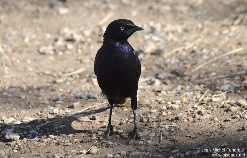 Rüppell's Starling