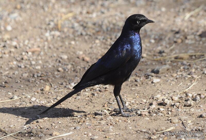 Rüppell's Starling