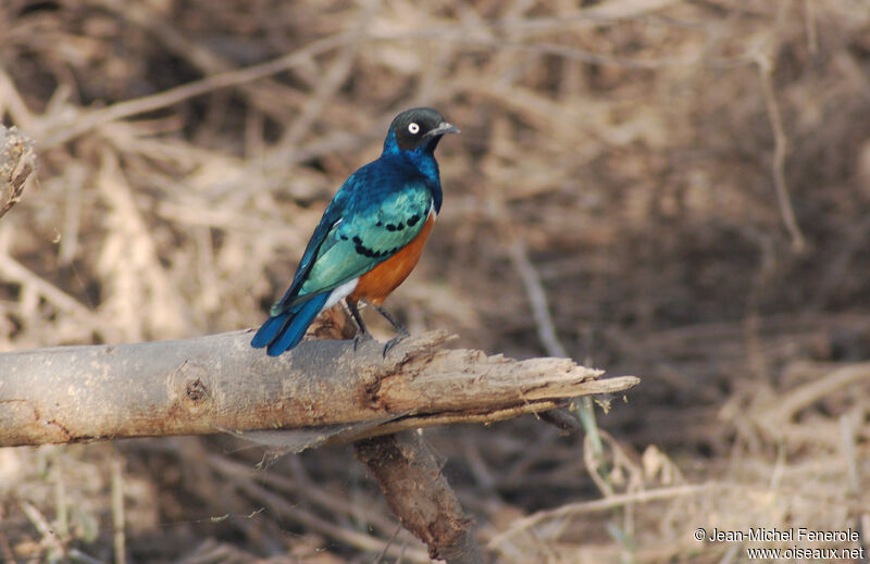 Superb Starling